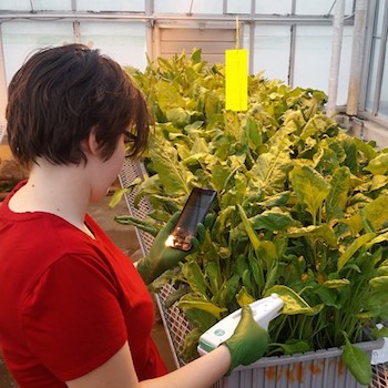 A person uses the MultispeQ instrument on a plant