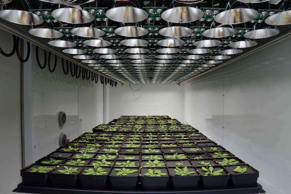 Plants in an imaging chamber