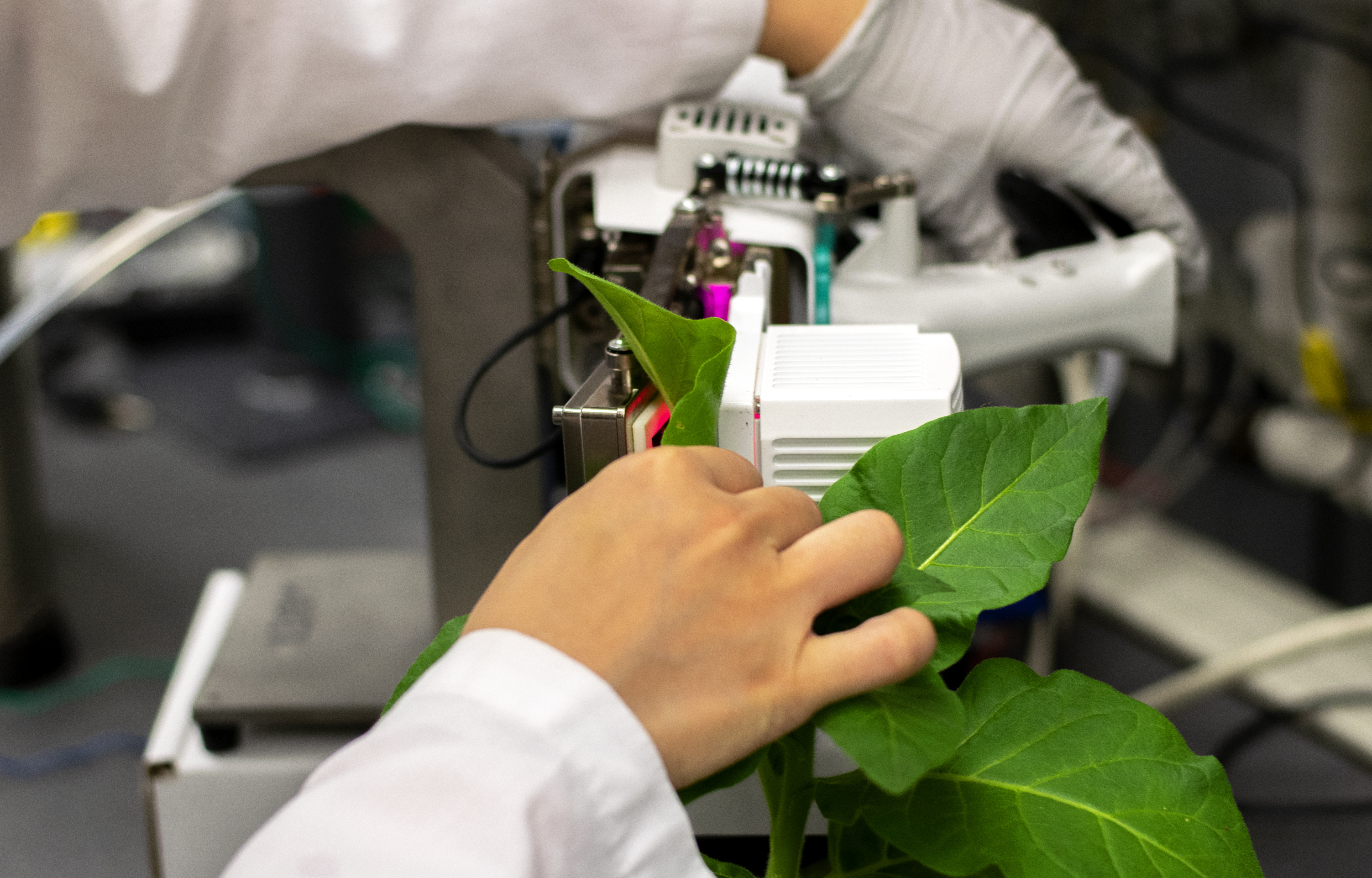 An instrument clamps on a leaf