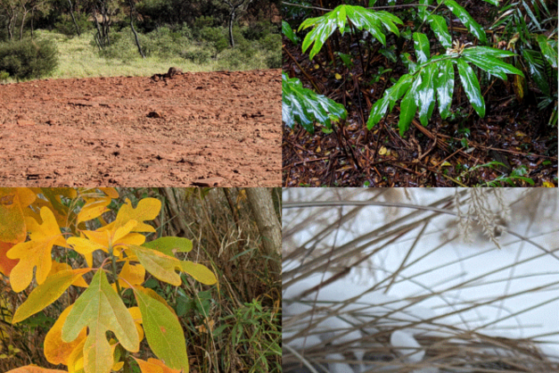 Four photos, showing plants in the different seasons