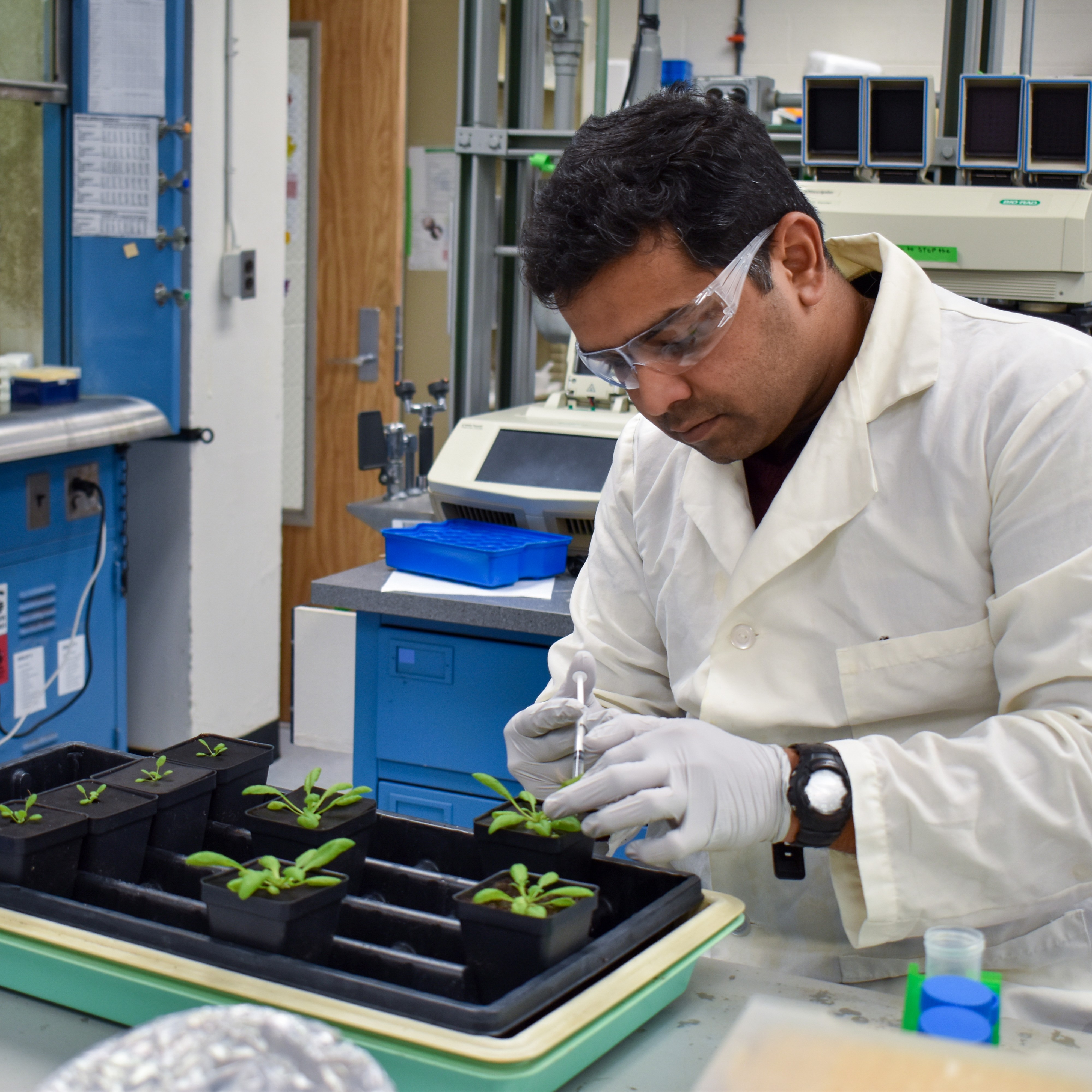 A person works with plants in a lab