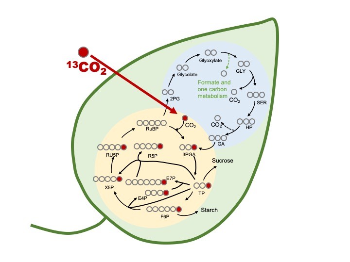 A graphic of a leaf with labeled carbon molecules