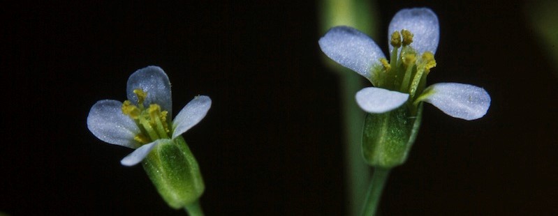 Arabidopsis flowers