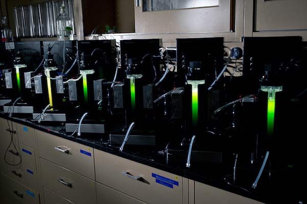 Rows of bioreactors, glowing green with light shining on algae