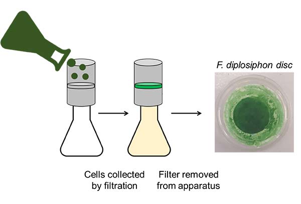 Figure to describe the methodology of the filtered-disc method for cyanobacteria