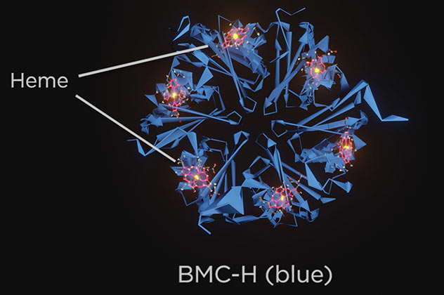 Concept drawing of BMC-H protein with hemes fixed onto it