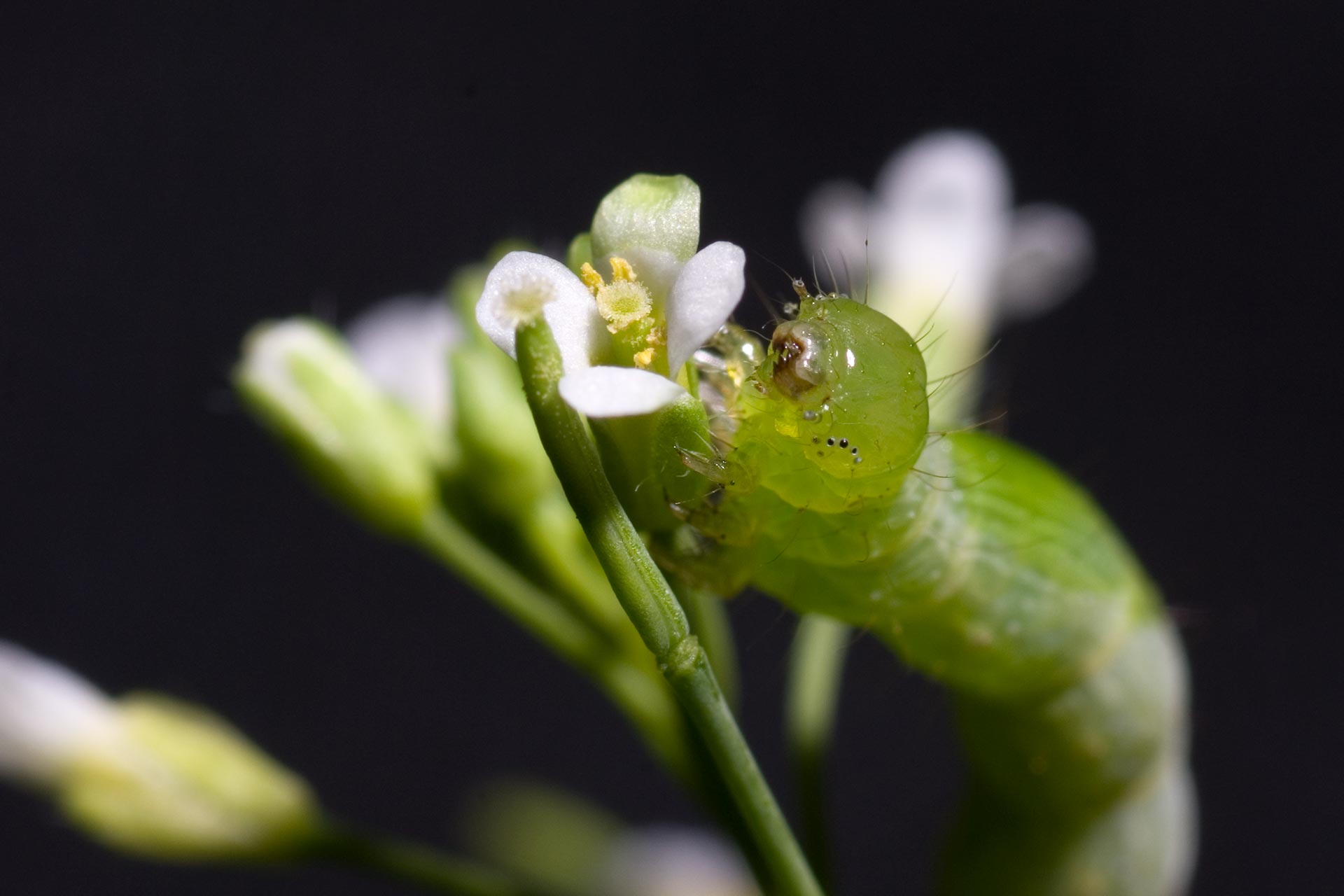 Caterpillar on a white flower