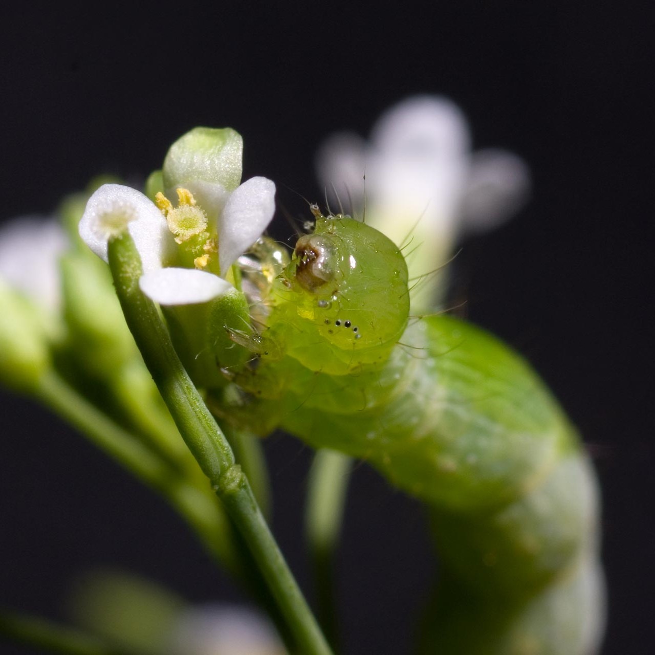 Caterpillar on an Arabidopsis plant