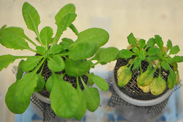 Two Arabidopsis plants, one healthy and one sickly