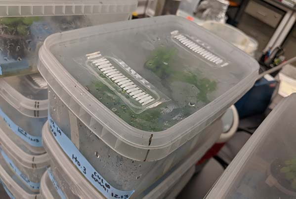 Clear plastic boxes with plants inside