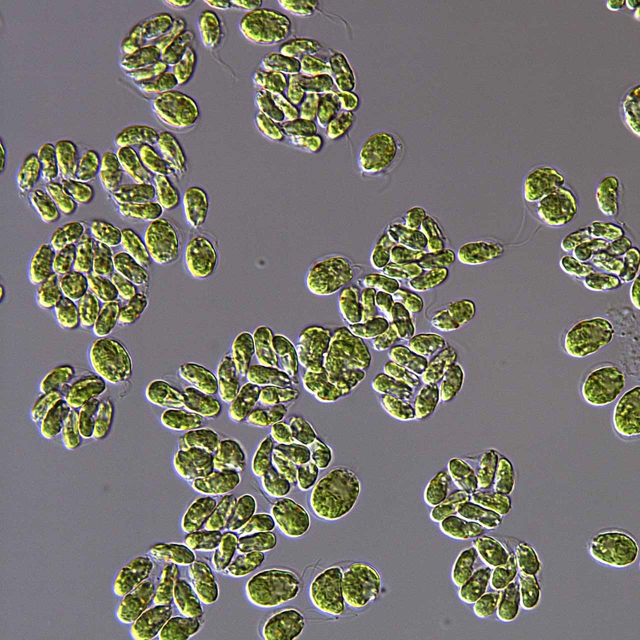 Microscope image of algae