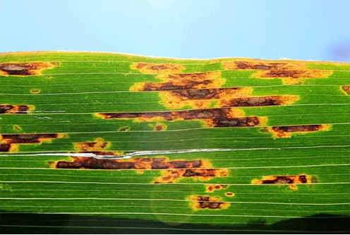 Close up on a corn leaf with a bacterial infection