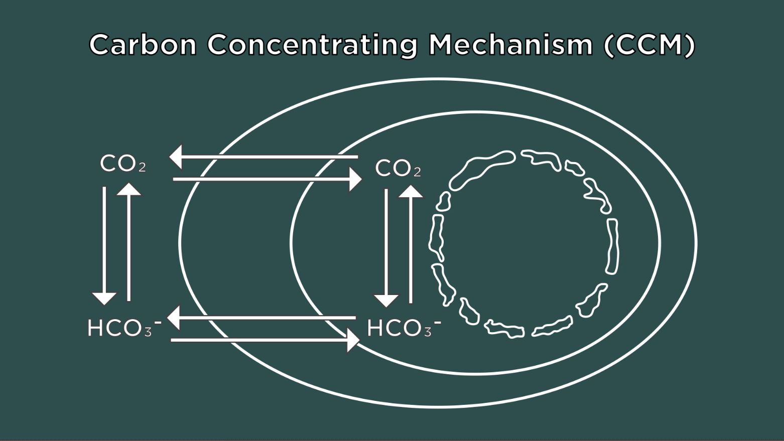 The Carbon Concentrating Mechanism