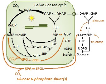 Graphic of Calvin Benson cycle