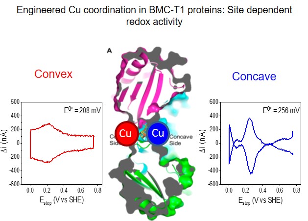 A graphic showing redox activity in BMC proteins