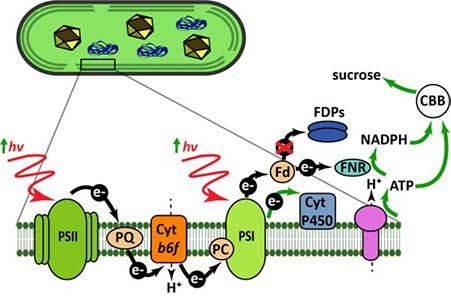Graphic of electron transport chain of cyanobacteria