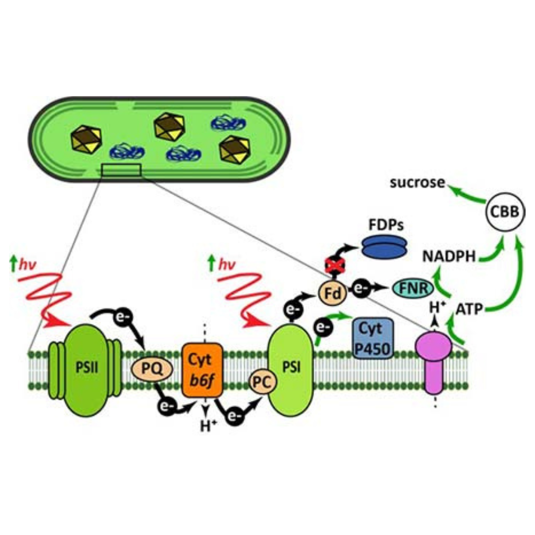 Graphic of Electron transport chain of cyanobacteria