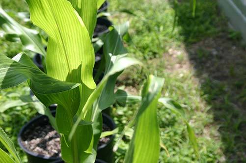 A maize plant