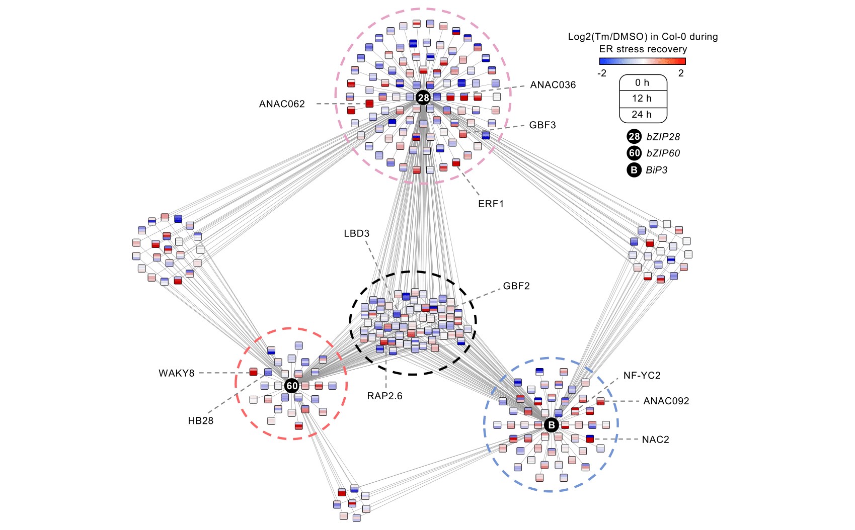 A gene regulatory network underlying ER stress responses