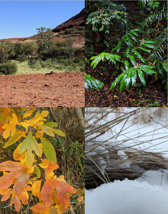 Plants in four seasons