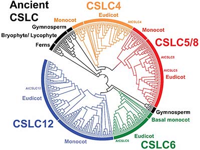 Phylogenetic analysis of CSLC protein family