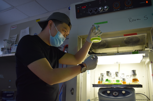 Tsung checks an algal cell culture grown in a light chamber