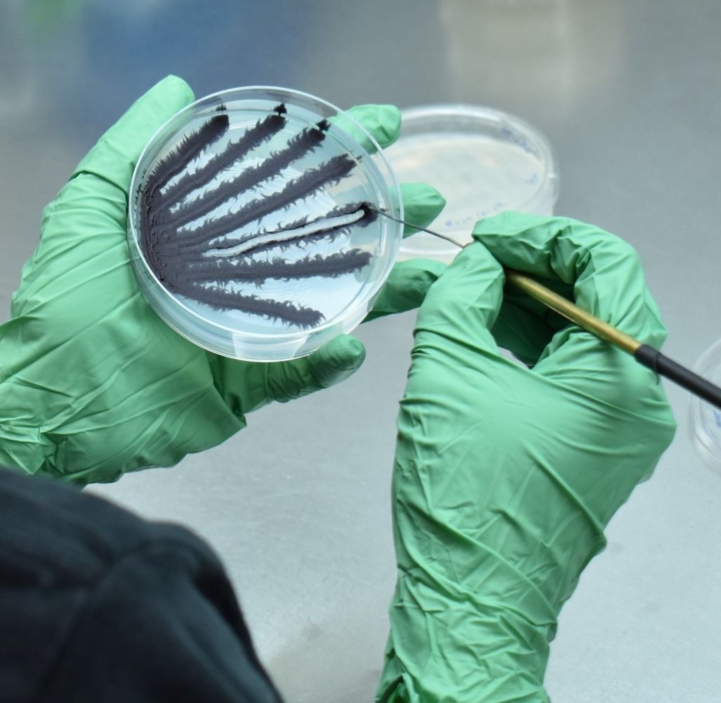 A person holds a tray with cyanobacteria