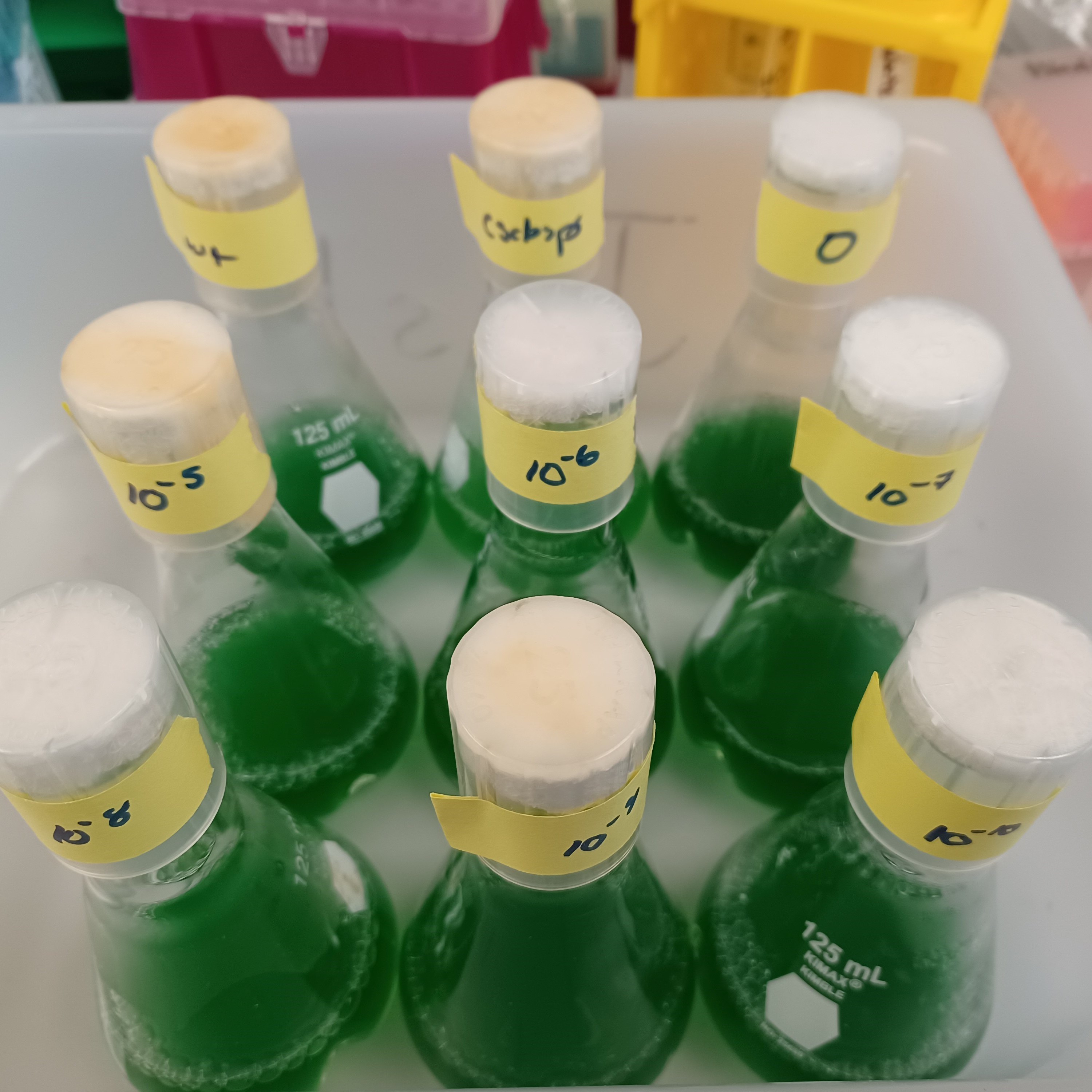 Flasks of cyanobacteria