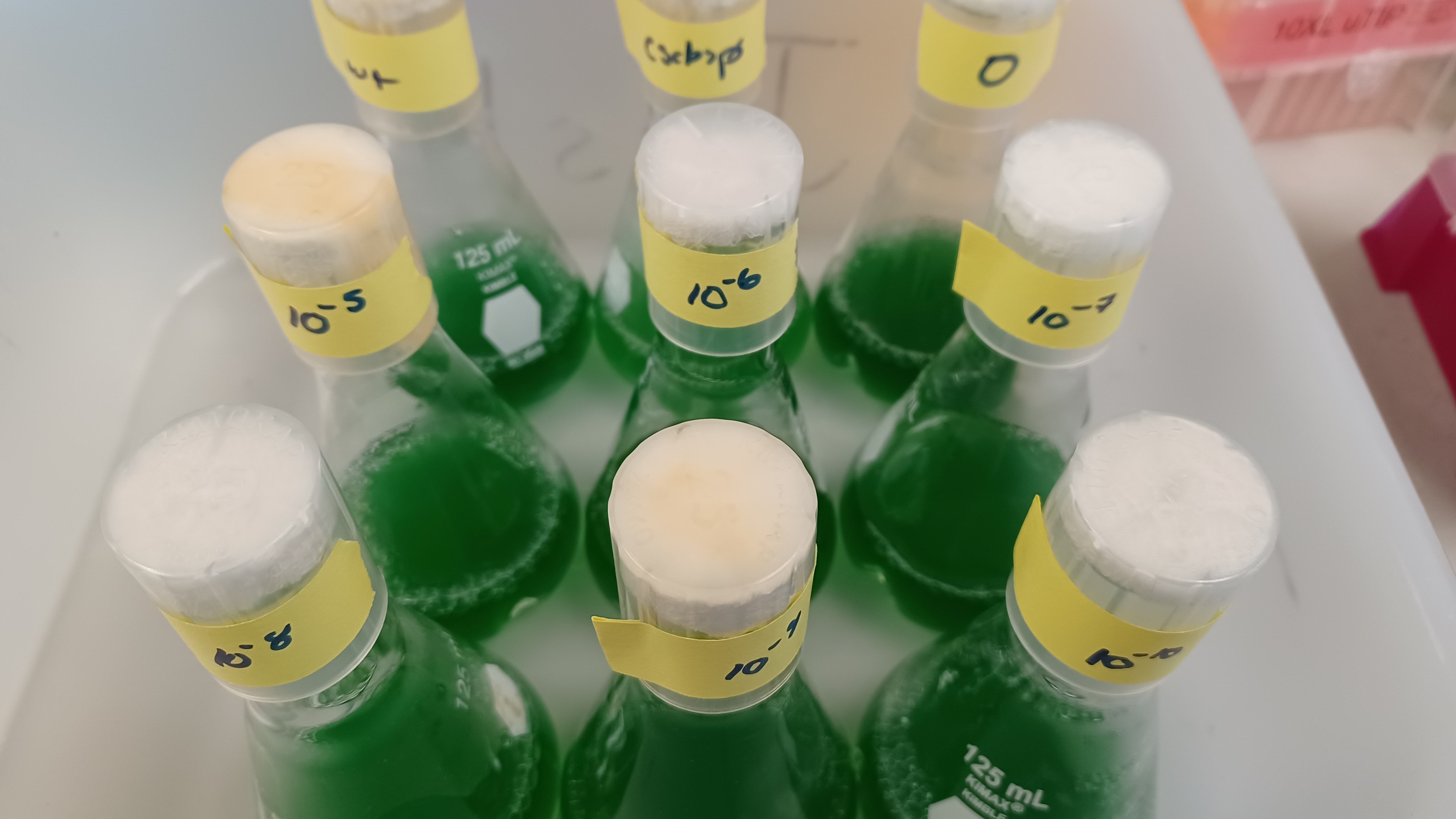 Flasks of cyanobacteria