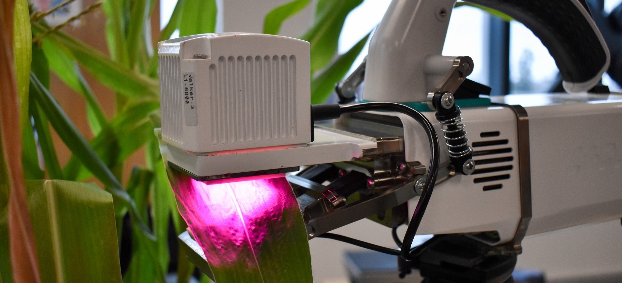 A scientific instrument clamps on the leaf of a plant, emitting pink light onto the leaf