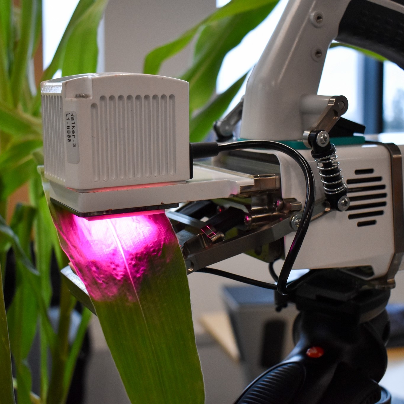 A scientific instrument clamps on the leaf of a plant, emitting pink light onto the leaf