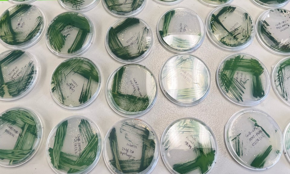 Scientific plates of cyanobacteria