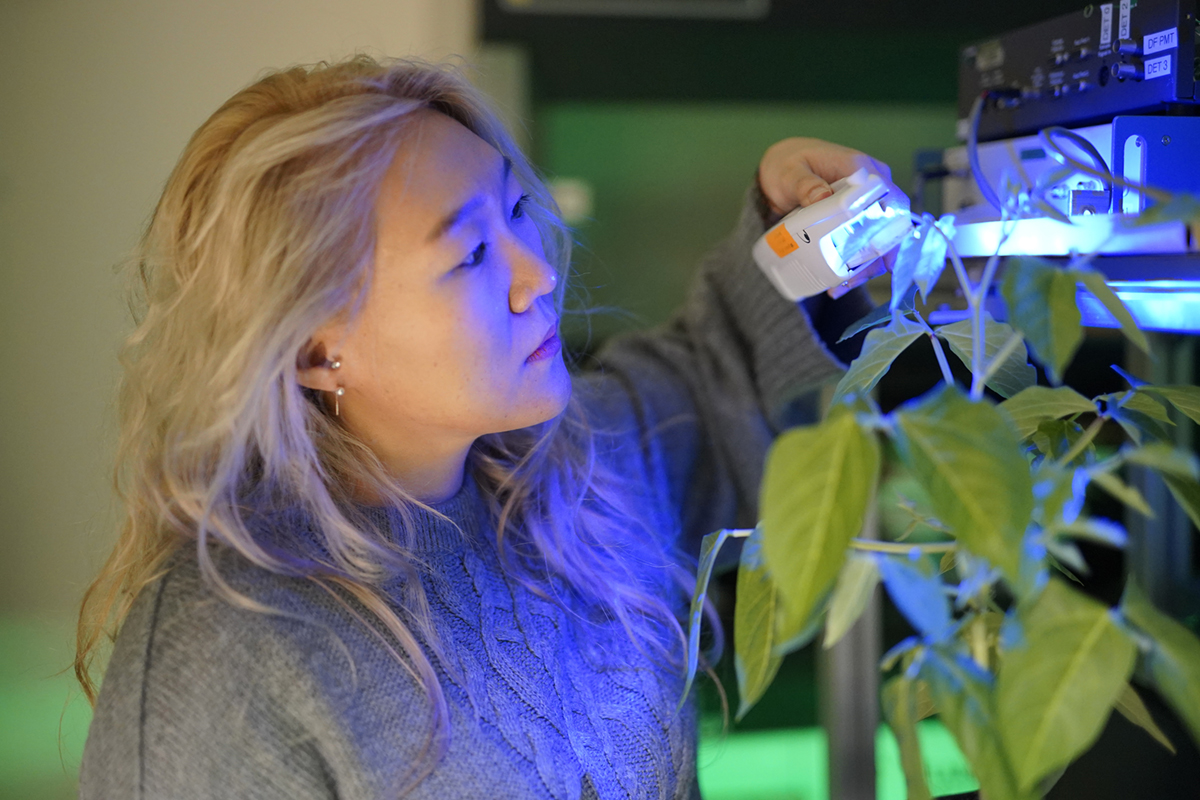 A woman uses a scientific instrument that clamps onto the leaf of a plant