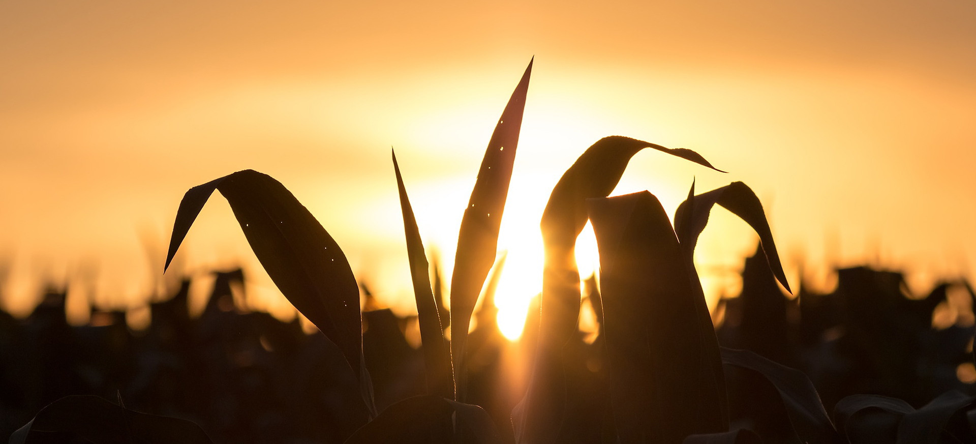 A sunset against a silhouette of a cornfield