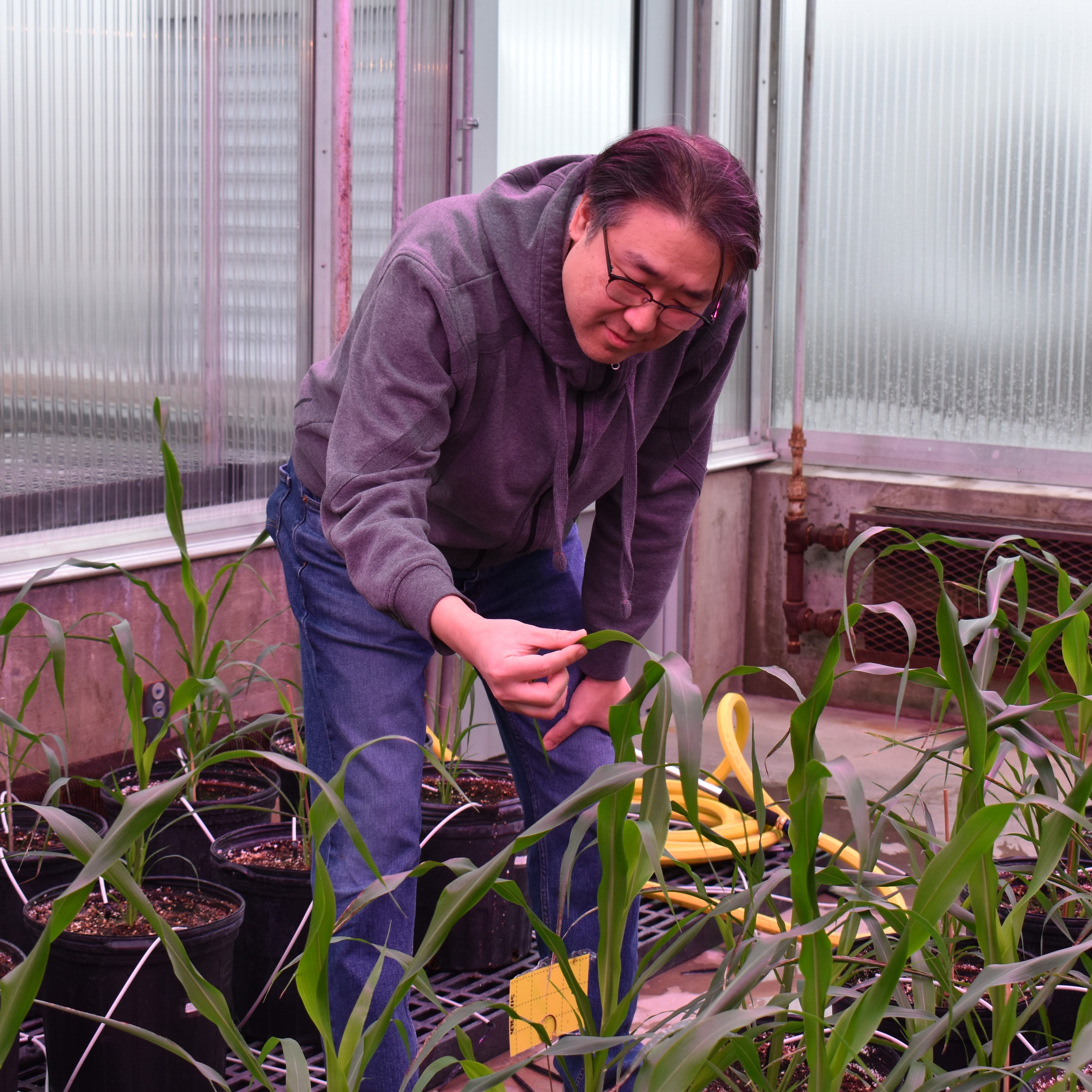 A man leans forward, inspecting a leafy green plant in a greenhouse.