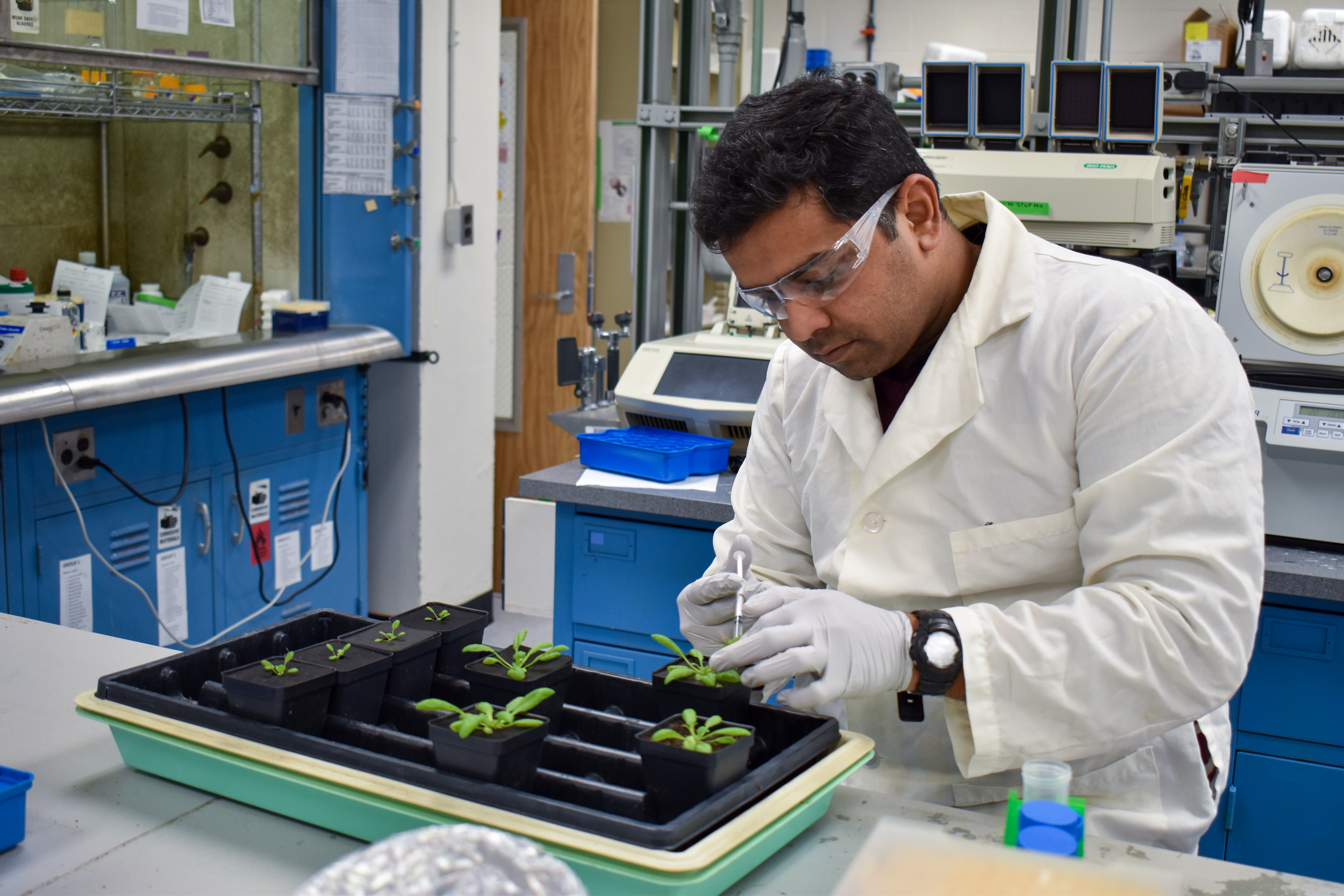 Wearing a lab coat, gloves and eye protection, postdoctoral researcher Deepak Bhandari uses a syringe to inject a green leaf on a small plant in a tray.