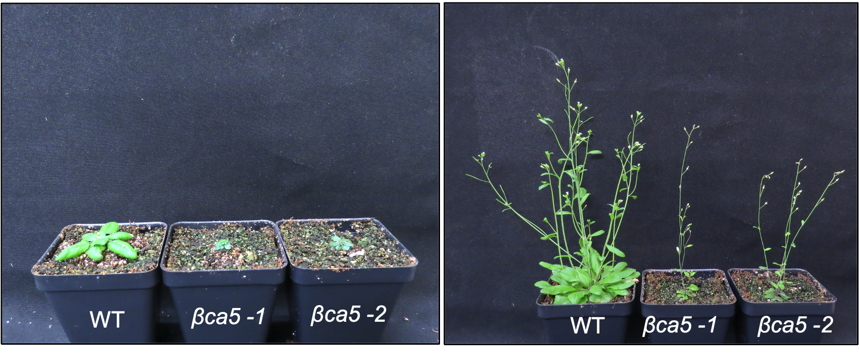 Left image shows three plants. One labeled WT is the largest, the other two labeled BCA5 are shorter. The second photo shows the same plants more grown, the WT is still the largest.