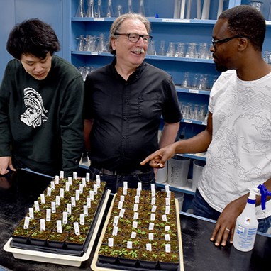 Three men discuss a tray of Aradibopsis plants