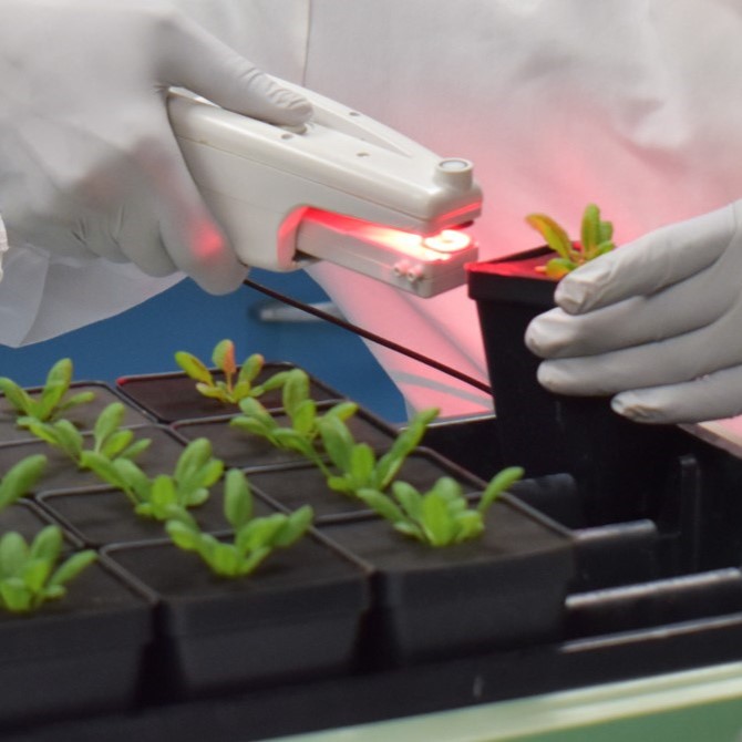 A handheld MultispeQ device is used on Arabidopsis thaliana plants to measure their rates of photosynthesis. Credit: Kara Headley