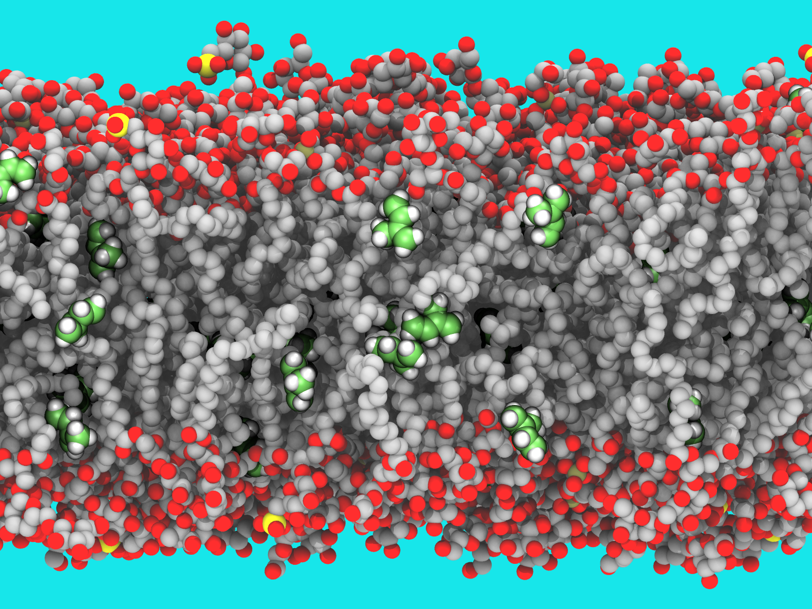 A computer graphic showing how isoprene intercalates into the hydrophobic core of a thylakoid membrane 