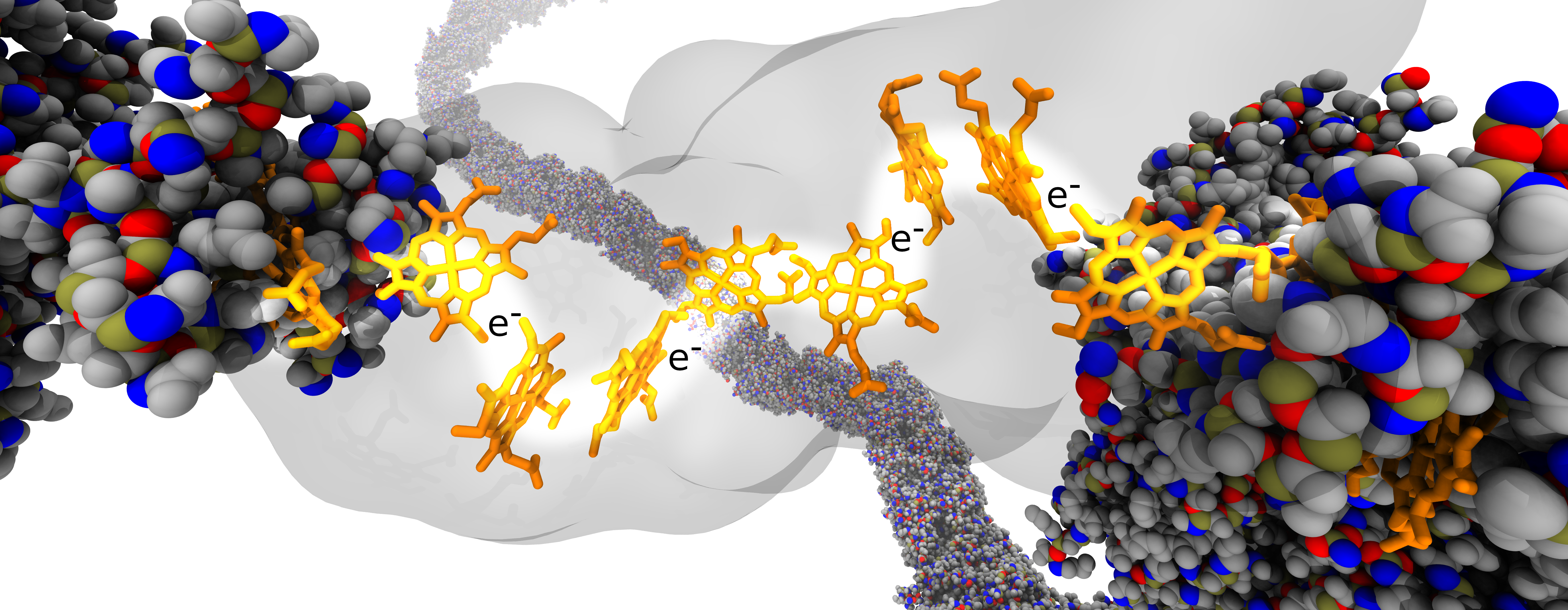 A computer rendering of proteins and wires