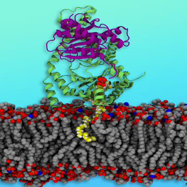 A colorful molecular model. Green and purple ribbons depicting the heterodimeric cisprenyltransferase complex floating above gray, red and blue dots depicting a cell membrane
