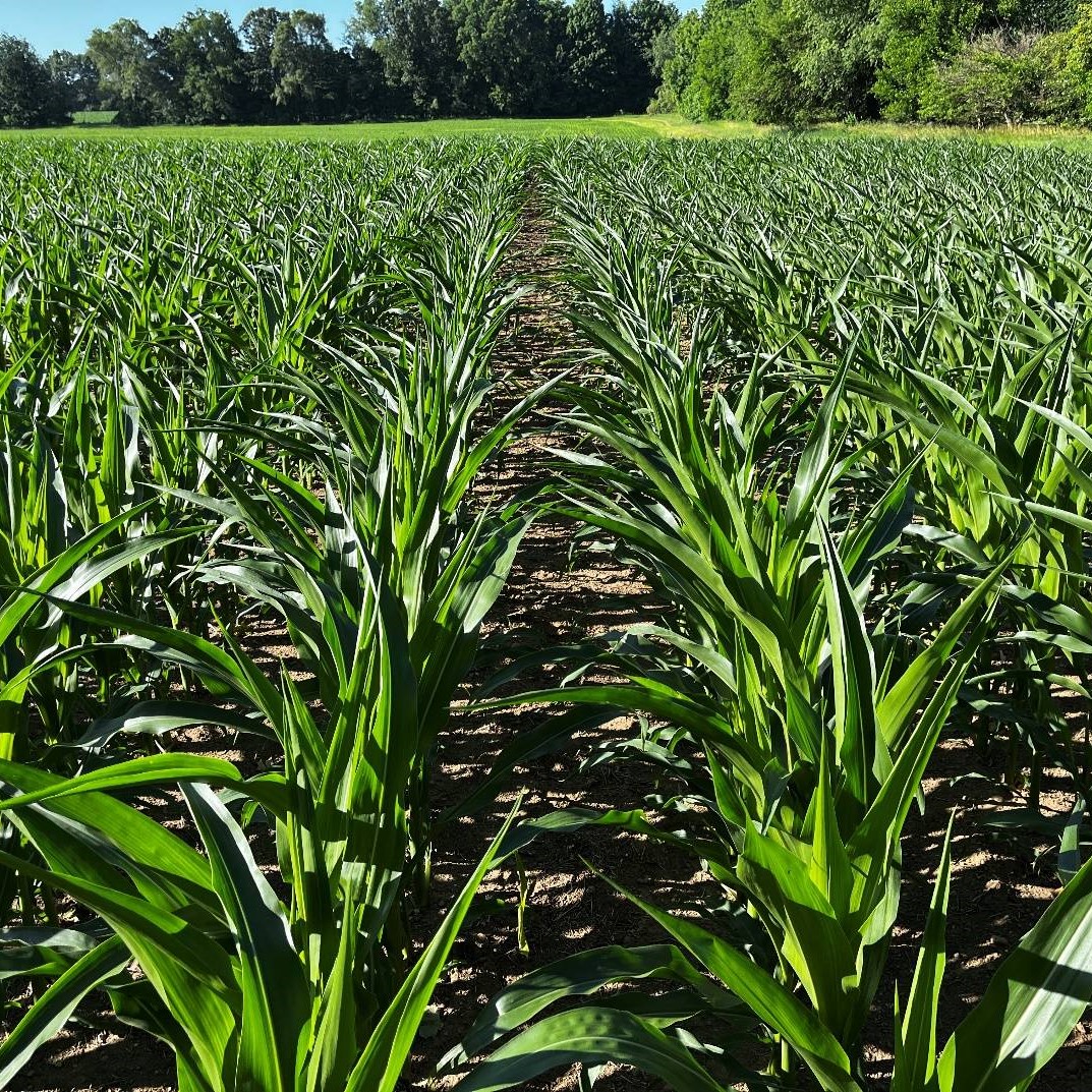 A field of corn