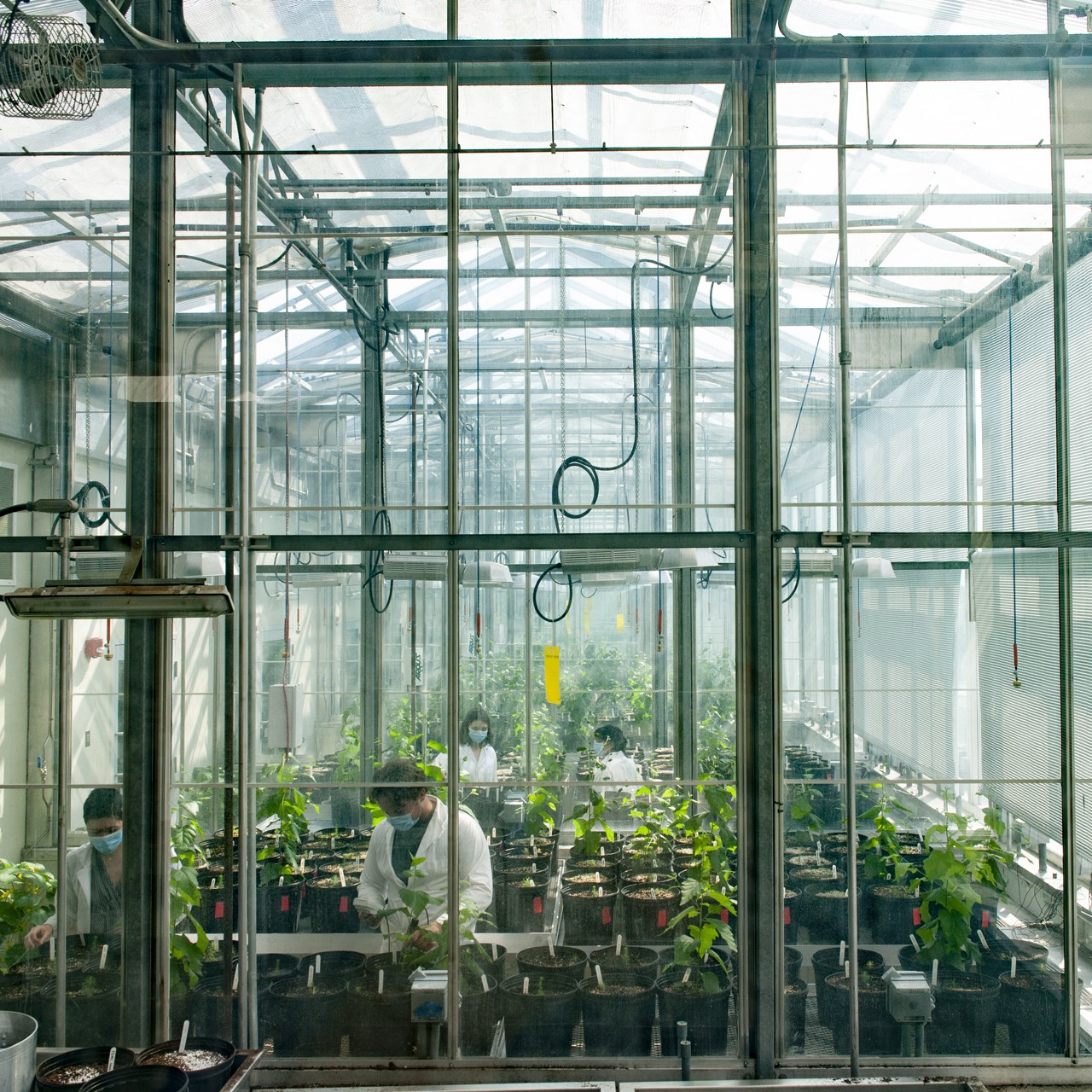 Looking into a greenhouse, researchers in lab coats and masks work with paper birch trees in pots. The trees are about three feet in height. 