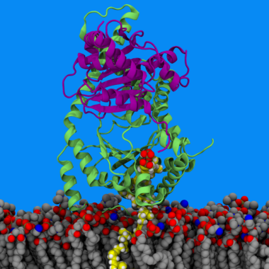 The Vermaas lab at Michigan State University uses computers and molecular dynamics to render simulations of what is going on inside plant cells.  