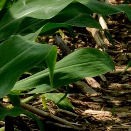 Leaves and dirt