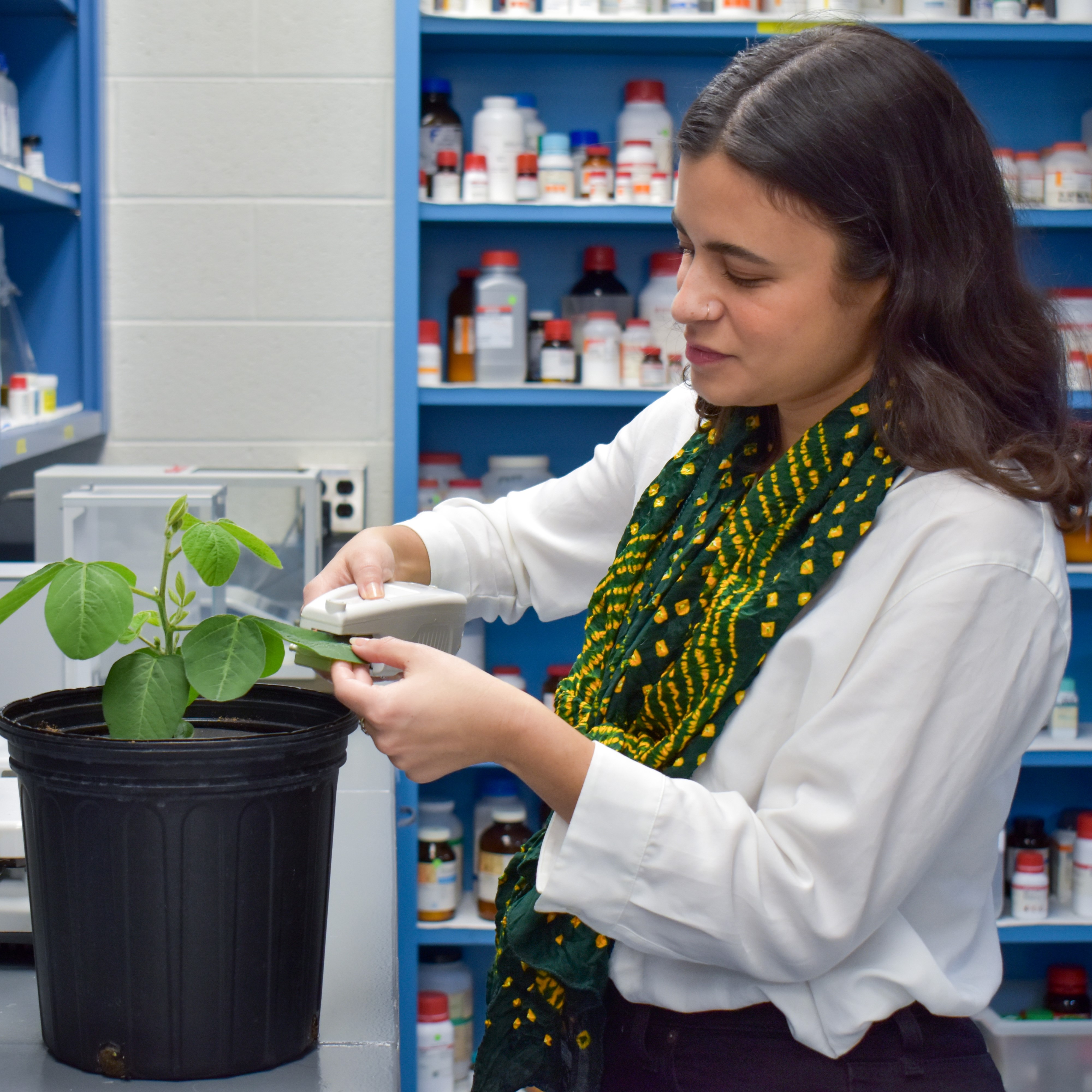 A person works with a plant in the lab