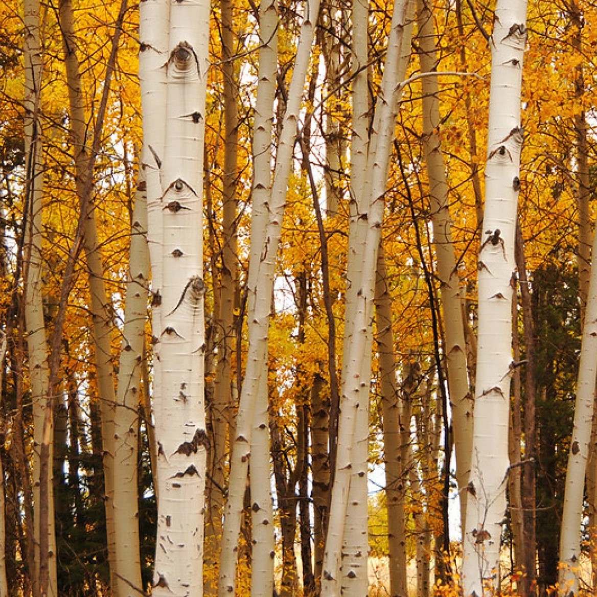 Birch trees in the fall