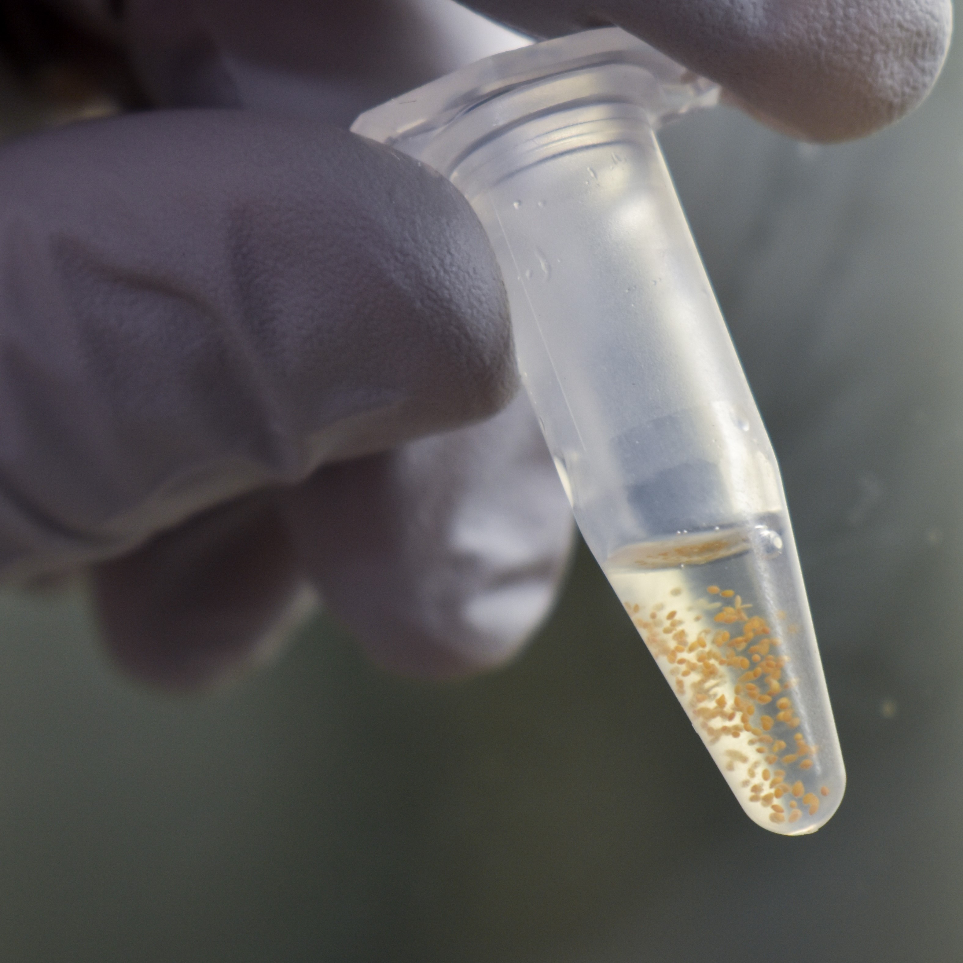 A close up of a hand holding a tube with seeds floating in water inside.