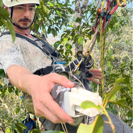 A person using a MultispeQ device to measure leaf photosynthesis in the mid-canopy of an Amazonian forest